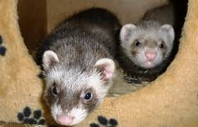 Furettes – Autre animal à vendre à La Chapelle Montmartin (41)