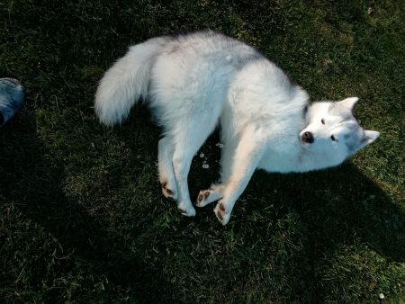Husky de Siberie Husky de Siberie – Chien / Chiot à donner à Lahourcade (64) (photo 2)