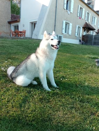 Husky de Siberie Husky de Siberie – Chien / Chiot à donner à Lahourcade (64) (photo 3)