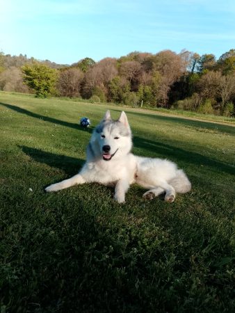 Husky de Siberie – Chien / Chiot à donner à Lahourcade (64)