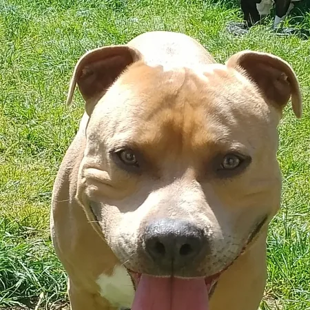 Je cède mon companion rebelle de 6ans bien éduqué je ne peu plus lui rendre une vie meilleure – Chien / Chiot à donner à Aulnay Sous Bois (93)