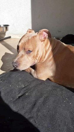 Je cède mon companion rebelle de 6ans bien éduqué je ne peu plus lui rendre une vie meilleure – Chien / Chiot à donner à Aulnay Sous Bois (93) (photo 2)