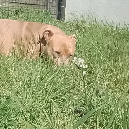 Je cède mon companion rebelle de 6ans bien éduqué je ne peu plus lui rendre une vie meilleure – Chien / Chiot à donner à Aulnay Sous Bois (93) (photo 3)