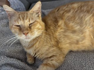 Minet câlin – Chat / Chaton à donner à Liergues (69) (photo 2)