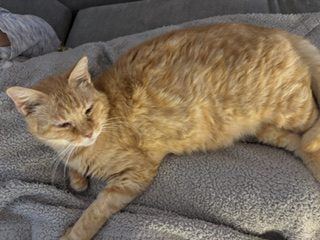 Minet câlin – Chat / Chaton à donner à Liergues (69) (photo 3)