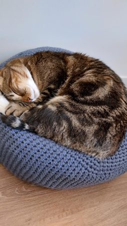 Ozzy, 8 ans — Cherche jardin et foyer calme pour chat indépendant et curieux Ozzy, 8 ans — Cherche jardin et foyer calme pour chat indépendant et curieux – Chat / Chaton à donner à Montreul (93) (photo 2)
