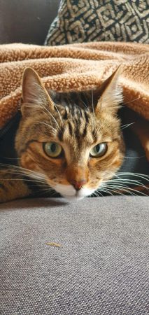 Ozzy, 8 ans — Cherche jardin et foyer calme pour chat indépendant et curieux Ozzy, 8 ans — Cherche jardin et foyer calme pour chat indépendant et curieux – Chat / Chaton à donner à Montreul (93) (photo 3)