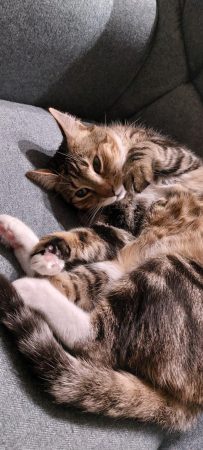 Ozzy, 8 ans — Cherche jardin et foyer calme pour chat indépendant et curieux – Chat / Chaton à donner à Montreul (93)