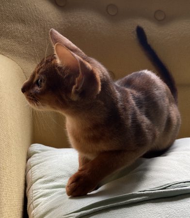 Recherche une famille pour adopter Umber Recherche une famille pour adopter Umber – Chat / Chaton à donner à Paris (75) (photo 2)