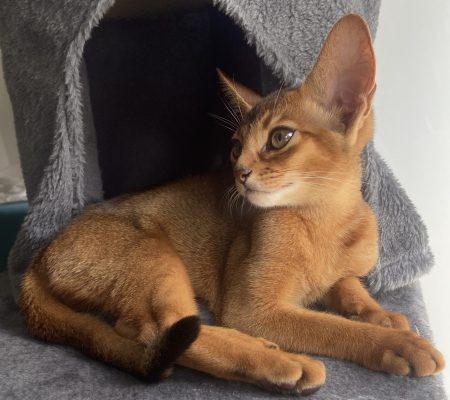 Recherche une famille pour adopter Umber Recherche une famille pour adopter Umber – Chat / Chaton à donner à Paris (75)