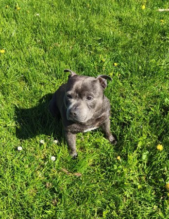 Staffie bleu à l'adoption – Chien / Chiot à vendre à Belleville En Beaujolais (69) (photo 2)