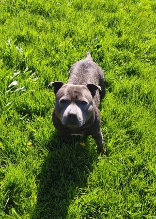 Staffie bleu à l'adoption – Chien / Chiot à vendre à Belleville En Beaujolais (69) (photo 3)