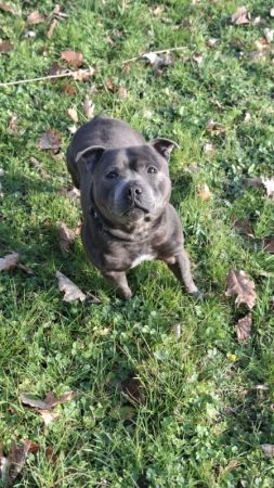 Staffie bleu à l'adoption – Chien / Chiot à vendre à Belleville En Beaujolais (69)