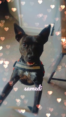 Vend chien mâle – Chien / Chiot à vendre à Sochaux (25) (photo 2)