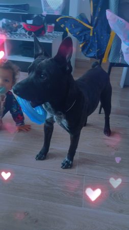 Vend chien mâle – Chien / Chiot à vendre à Sochaux (25) (photo 3)