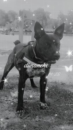 Vend chien mâle – Chien / Chiot à vendre à Sochaux (25)