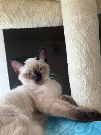 Vente chaton de type siamois femelle – Chien / Chiot à vendre à Souence Au Perche (28)
