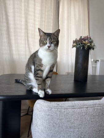 Yves, 6 ans, beau et calme – Chat / Chaton à donner à Rueil-Malmaison (92)