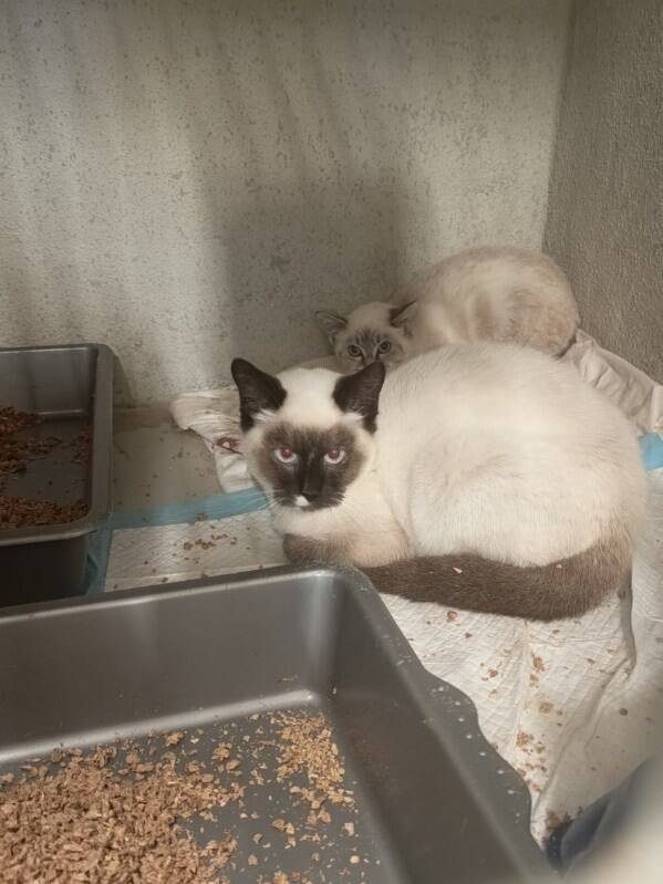 8 chatons – Chat / Chaton à adopter à La Bretonniere La Claye (85) (photo 2)