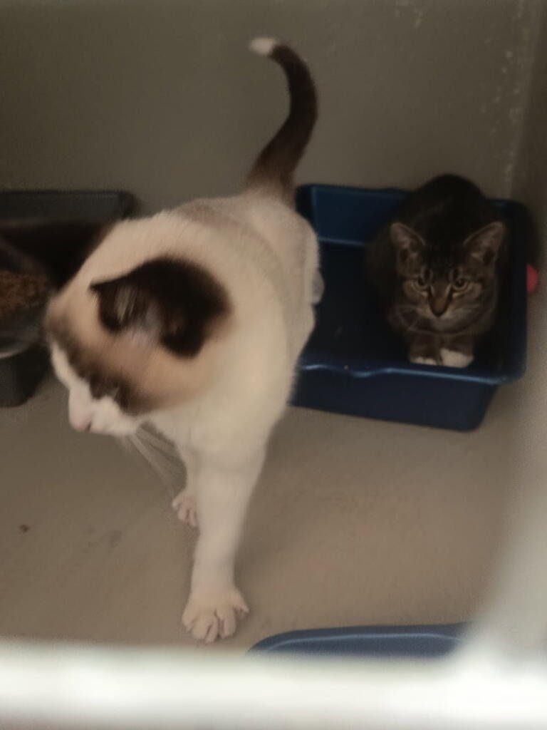 8 chatons – Chat / Chaton à adopter à La Bretonniere La Claye (85) (photo 3)