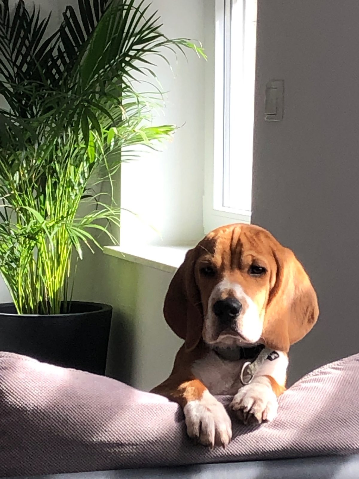 À donner, beagle tricolore de pure race, né en mai 2022 (4 ans). Tendre et très affectueux, il adore les câlins. Je lui – Chien / Chiot à donner à Herserange (54) (photo 2)