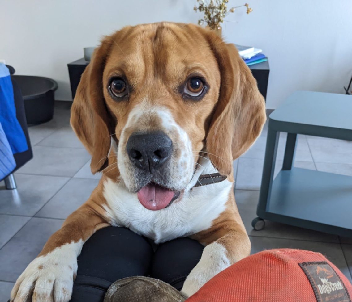 À donner, beagle tricolore de pure race, né en mai 2022 (4 ans). Tendre et très affectueux, il adore les câlins. Je lui – Chien / Chiot à donner à Herserange (54)