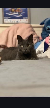 Adopte une petite chatte – Chat / Chaton à adopter à Roncq (59)