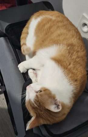 Chat adulte – Chat / Chaton à donner à Colombelles (14) (photo 2)