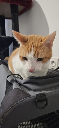 Chat adulte – Chat / Chaton à donner à Colombelles (14)