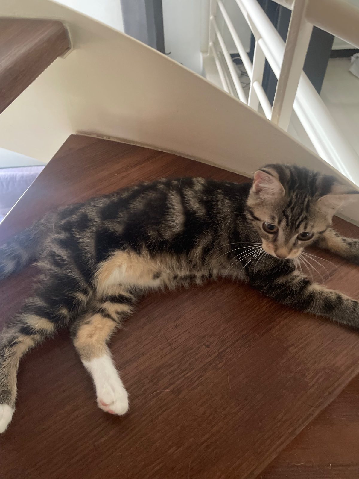 Chaton femelle de 6/7 mois – Chat / Chaton à donner à Massy (91)