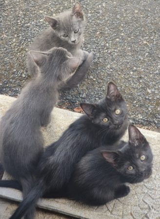 Chatons femelles 1 grise et 1 noire – Chat / Chaton à donner à Nueil Les Aubiers (79)