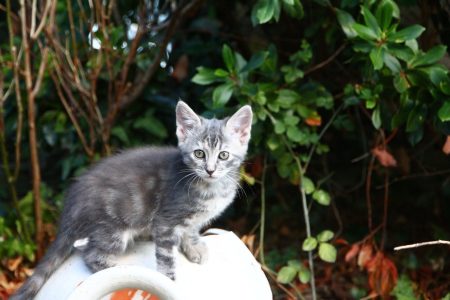 Chatons mâle et femelles à donner – Chat / Chaton à donner à Beaupréau (49) (photo 2)