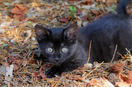 Chatons mâle et femelles à donner – Chat / Chaton à donner à Beaupréau (49) (photo 3)