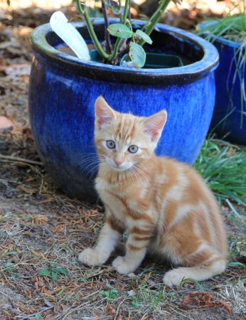 Chatons mâle et femelles à donner – Chat / Chaton à donner à Beaupréau (49)