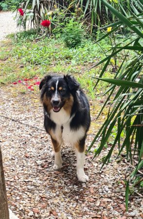 Cherche douce famille pour ma pépette – Chien / Chiot à donner à Saint-Germain-Des-Fossés (03) (photo 2)