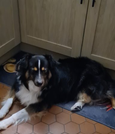 Cherche douce famille pour ma pépette – Chien / Chiot à donner à Saint-Germain-Des-Fossés (03)
