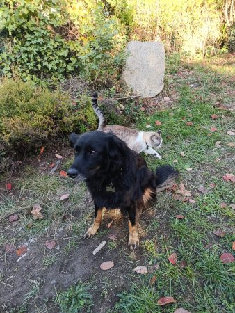 Cherche super famille pour ma super toutoune Cherche super famille pour ma super toutoune – Chien / Chiot à donner à Aste-Béon (64) (photo 2)