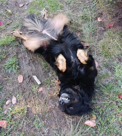 Cherche super famille pour ma super toutoune Cherche super famille pour ma super toutoune – Chien / Chiot à donner à Aste-Béon (64) (photo 3)