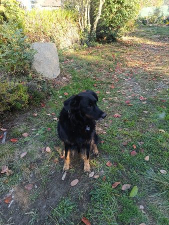 Cherche super famille pour ma super toutoune – Chien / Chiot à donner à Aste-Béon (64)