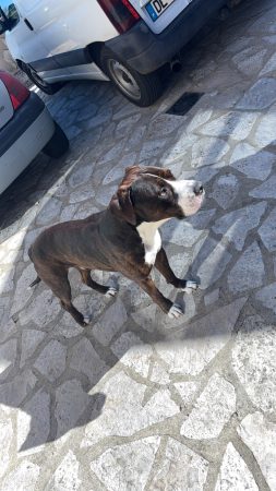 Chien à donner – Chien / Chiot à donner à Pontvallain (72)