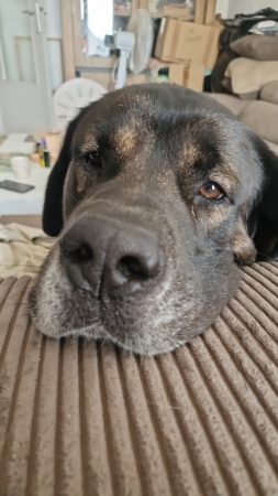 Chien croisée saint Bernard beauceron – Chien / Chiot à donner à Harnes (62)