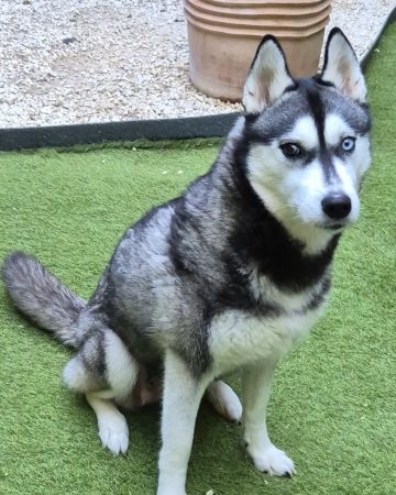 Chiots Husky Chiots Husky – Chien / Chiot à vendre à Marseille 9Eme (13) (photo 2)