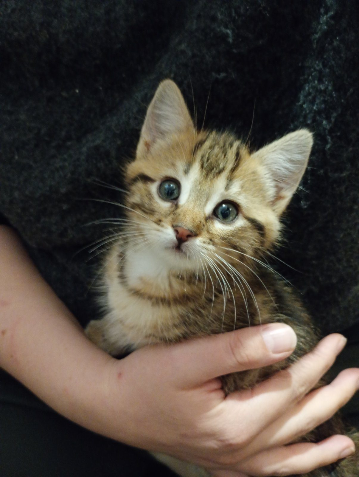 Donne 2 chatons – Chat / Chaton à donner à Moncoutant-Sur-Sevre (79)