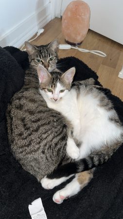 Donne 2 chats – Chat / Chaton à donner à Avon (77)