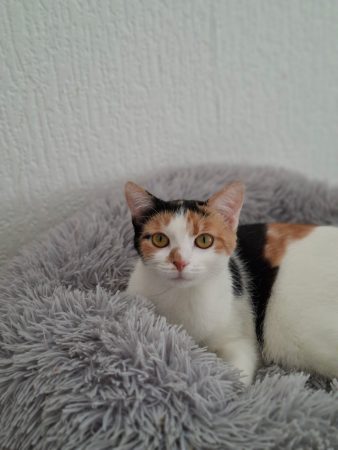 Donne 2 chattes inséparable – Chat / Chaton à donner à Feurs (42) (photo 2)