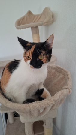 Donne 2 chattes inséparable – Chat / Chaton à donner à Feurs (42)