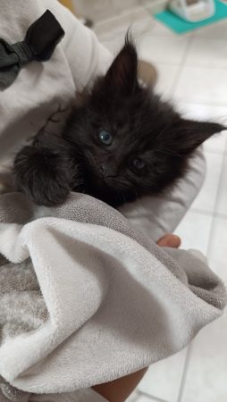 Donne 3 chatons femelles noires – Chat / Chaton à donner à Le Blanc Mesnil (93) (photo 2)