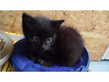 Donne 3 chatons femelles noires – Chat / Chaton à donner à Le Blanc Mesnil (93) (photo 3)