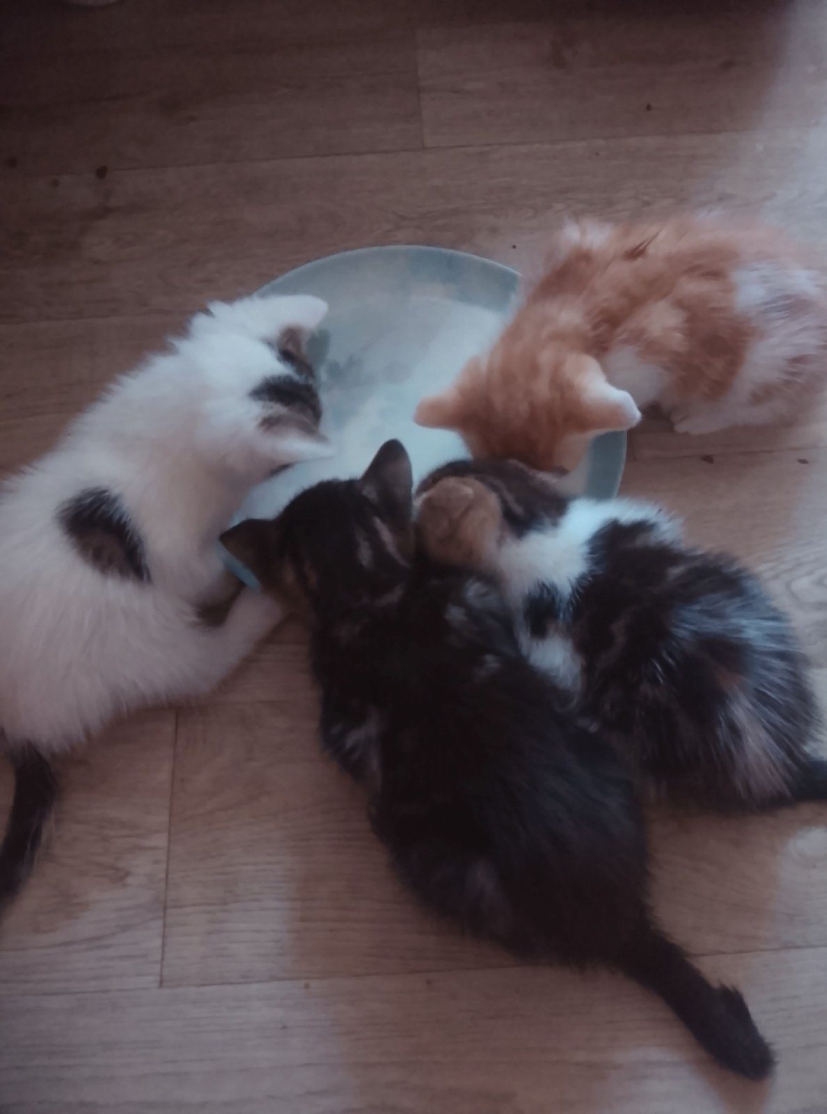 Donne 4 chatons – Chat / Chaton à donner à Poix-De-Picardie (80)