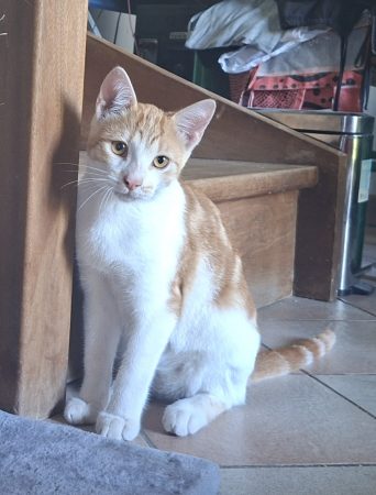Donne adorable chaton roux de 4 mois – Chat / Chaton à donner à Gardanne (13)
